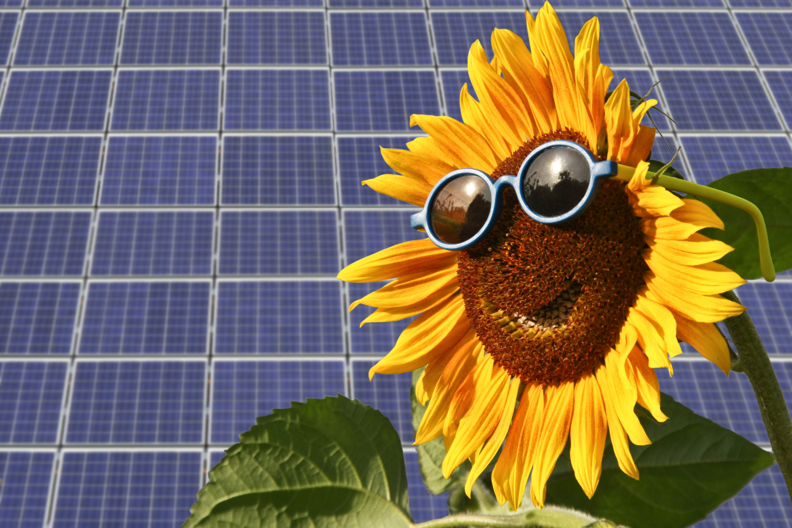 solar sunflower 
