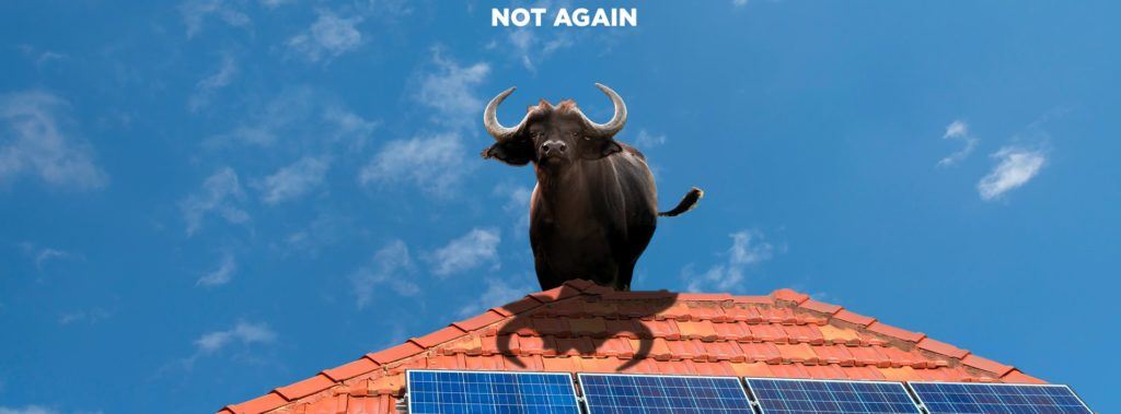 bull on roof with solar