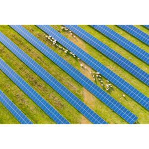 poultry with solar panel