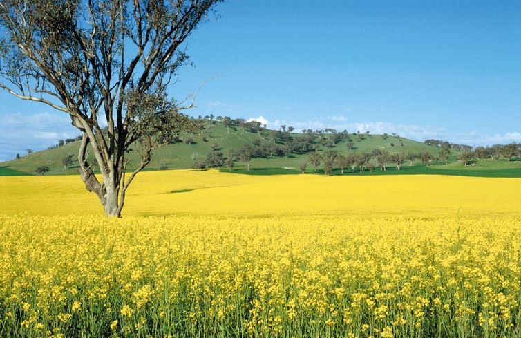 canola field