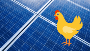 solar panel and chicken