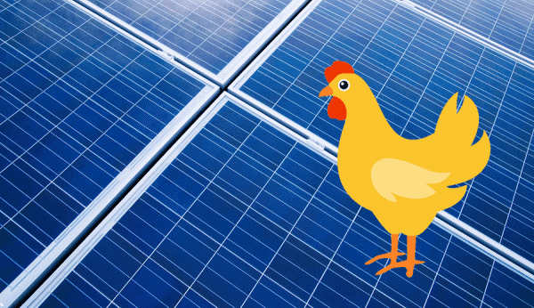 chicken in front of solar panel