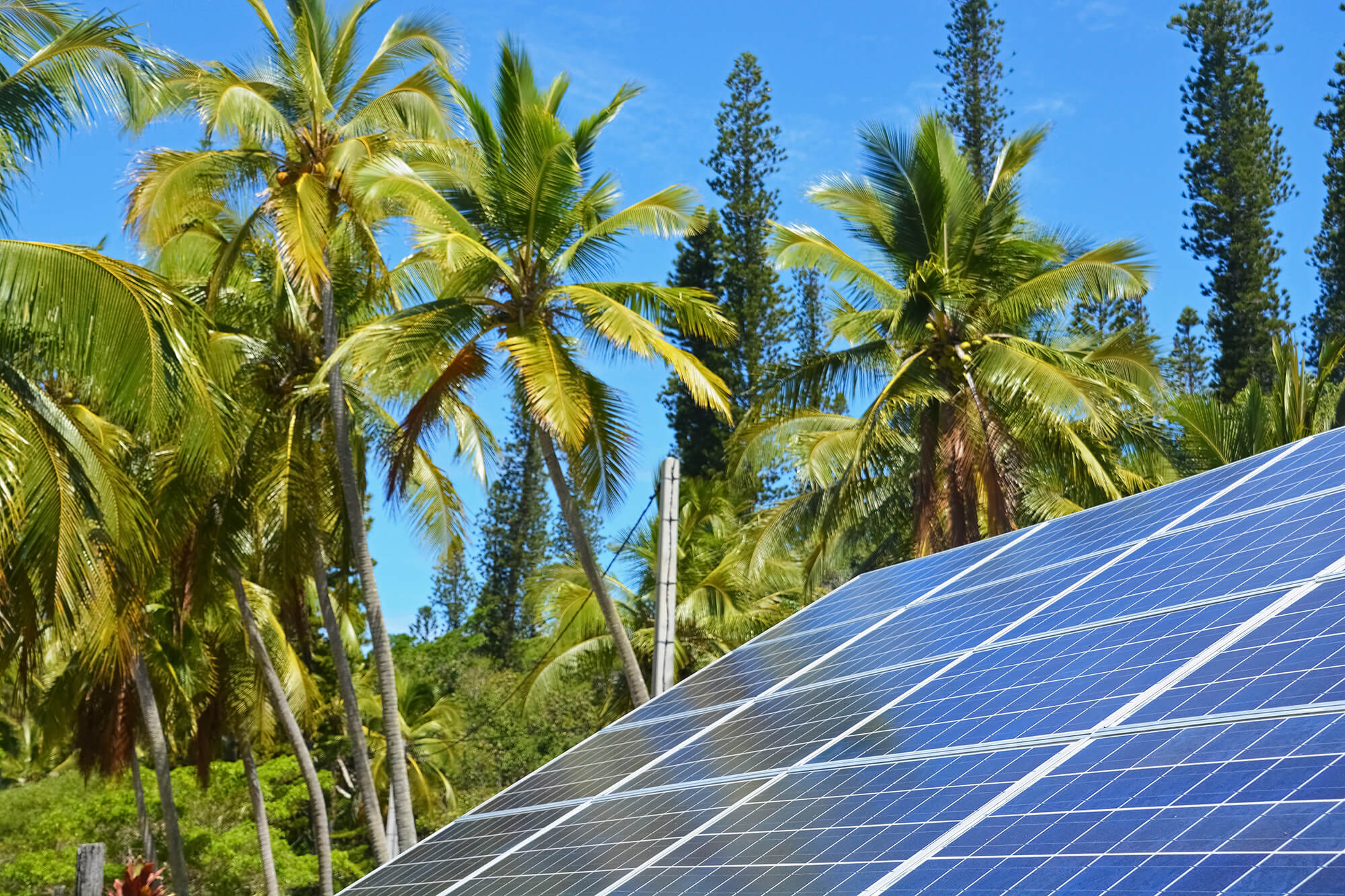 Solar panels on house roof with palm trees in the background